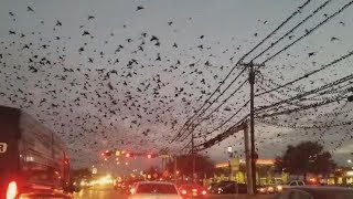 Необъяснимое нашествие птиц в США попало на видео