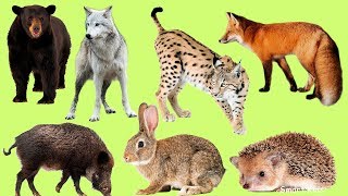 Животные для детей | Учим названия и звуки лесных животных | Лесные животные | Учим лесных животных