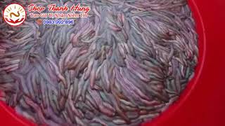 Cung Cấp Rươi Tươi Sống , Vận Chuyển Rươi Đông Lạnh Bốn Mùa Toàn Quốc, Đảm Bảo Vệ Sinh