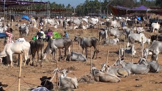 Siddaganga cattle fair 2020, Tumkur