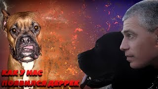 Как у нас появилась собака Кане Корсо. #canecorso #dogs #собака