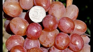 Виноград Соперник и Мускат Свадебный селекции С. Криули