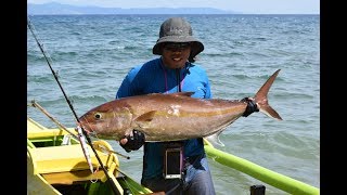 King Amberjack of Sibuyan Reef