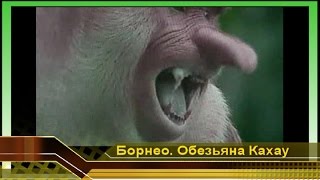 НОСАЧ -Длинноносая обезьяна КАХАУ с зубами вампира (лат. Nasalis larvatus) Малайзия Борнео джунгли.