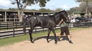 Toshiro a First Samurai colt Horse Racing Partnership OBS March 2016