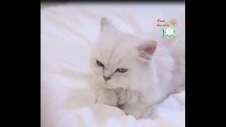 Thập Thất- Tiệm trao đổi nhan sắc