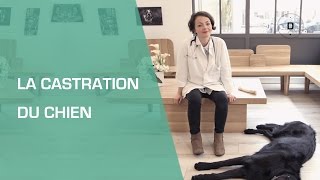 La castration du chien - Animaux