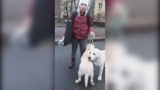 Таксист отказался везти даму с собачками