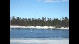 Лебединые песни