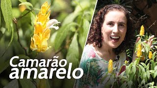 ? CAMARÃO AMARELO | Nô Figueiredo