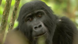 Gorilla Mating | Mountain Gorilla | BBC