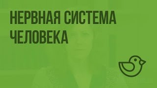Нервная система человека. Видеоурок по окружающему миру 4  класс