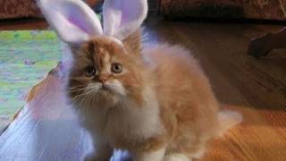 Happy Easter from Kitten Bunny