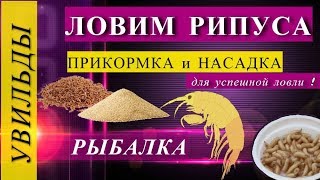 Ловля рипуса зимой. Приготовление прикормки и насадки.