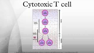 Cytotoxic T cell