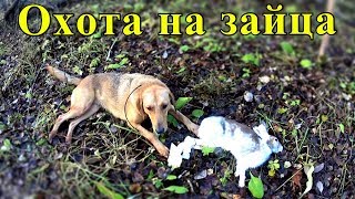 Охота на зайца с русской гончей. Отличный выход в поле. Рекомендуем к просмотру!