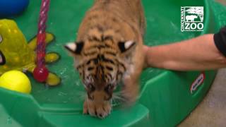 Tiger Cubs Learning to Like Water - Cincinnati Zoo
