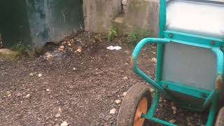 Нападение крысы на человека. Крыса разбилась об забор.