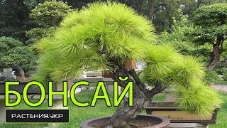 Как вырастить дерево Бонсай своими руками? / карликовое дерево