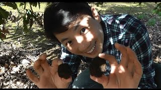 Robert Chang digging up 2 truffles in Australia