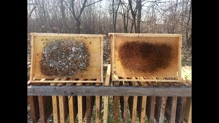 ПЧЕЛОВОДСТВО Плесень на медовых рамках ЧТО ДЕЛАТЬ?