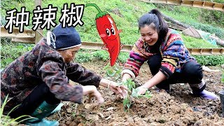 5毛钱一颗的辣椒苗拿来种，奶奶过来检查时，十三妹把肚子都笑痛了【湘西十三妹】