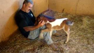 Miniature Horse Baby