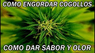 COMO ENGORDAR COGOLLOS | COMO DAR SABOR Y OLOR NATURALMENTE