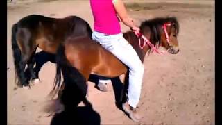 Girl Breaking Mini Horse/Pony Riding