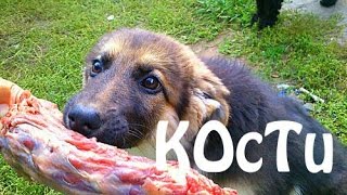 Какие КОСТИ МОЖНО и НЕЛЬЗЯ давать собаке?! ВАЖНО знать. Мокрый нос Бейлис овчарка