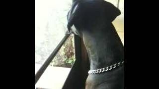 Great Dane guard dog!