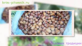 Где купить саженцы абрикоса