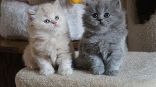 Kremuś Ronaldo i niebieska Ryanka  Amazing Aisha-  British Longhair Kittens- koty brytyjskie