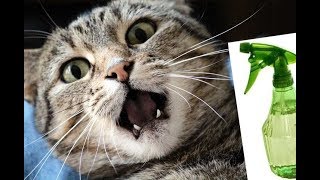Какой запах отпугивает кошек | Вы будете удивлены! | Как отучить кошку от пакостей?