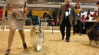 a 016_ 2019-11-23 -  CACIB, Minsk, collie rough, females champions / суки чемпионы