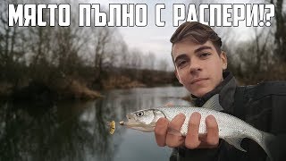 НАМЕРИХМЕ МЕСТЕНЦЕ ПЪЛНО С РАСПЕРИ! (Спининг риболов на РАСПЕР | ASP FISHING)