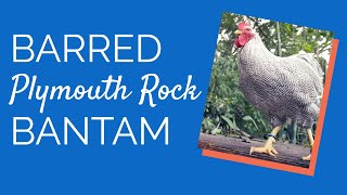 Barred Plymouth Rock Bantam | Chickens for Backyards
