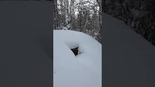 Разбудил медведя