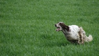 CACCIANDO -  Setter Inglese Big Jim