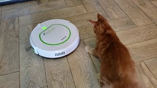 КОТЫ И РОБОТ ПЫЛЕСОС ? ПРИКОЛЫ С КОТАМИ МЕЙН КУН И СКОТТИШ ФОЛД / КОТЯТА ИГРАЮТ