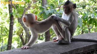 Ah ! Who Understand Baby Monkeys Feeling ?Why Baby Monkey Try To Do That With Baby Carter ? PTM 657