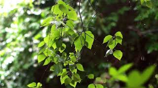 Gentle summer rain 1 hour + wake- up buzzer 1 min - Best Ambient nature sounds for napping