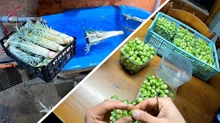 La Rubrica dell'Orticoltore | Cardi e Cavoletti di Bruxelles