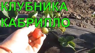 КЛУБНИКА КАБРИЛЛО