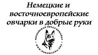 Солт метис восточноевропейской овчарки