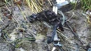 норка в капкане, капкан  на норку, ловля капканами, как поймать / mink in a trap, trapping by traps