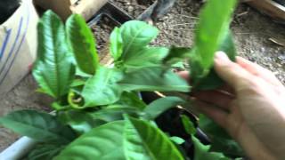 Tropical Fruit Seedlings
