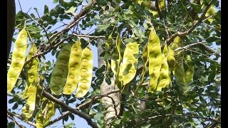 Ayurvedic Benefits of Siris Tree (Shirish) for Prevent from Poison | Acharya Balkrishna