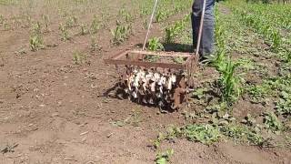 Поломка мотоблока или прополка кукурузы плоскорезом