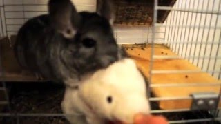 Chinchilla funny and cute video.Chinchilla playing.You've ever seen so funny video.